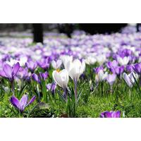 2240_9255 Frühlingswiese mit violetten und weissen Krokusblueten in der Sonne. | 